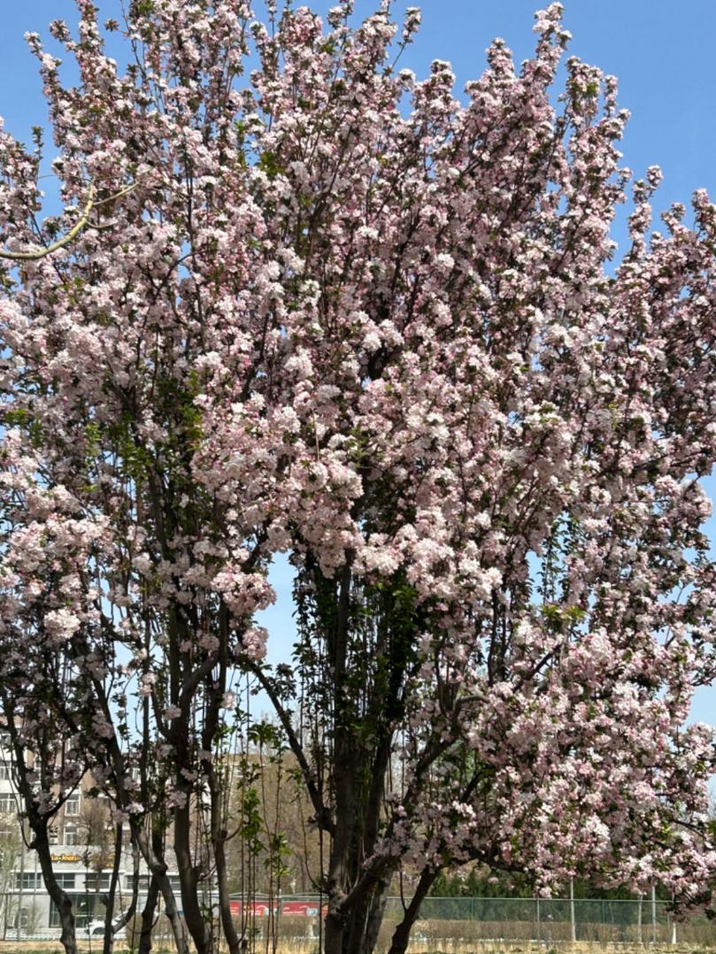 赵花松